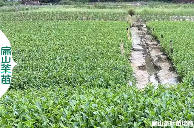 平頂山茶葉苗培育