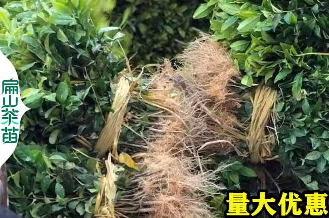 廣西龍井43號(hào)茶葉苗