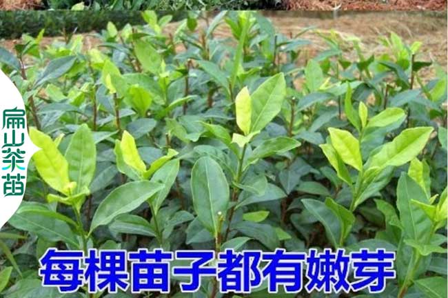 金昌50公分茶葉苗培育