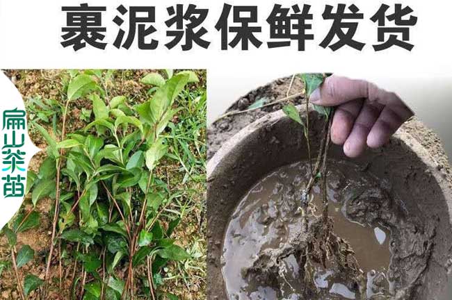 德陽茶葉苗培育