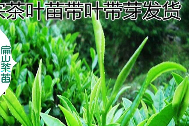 德陽綠茶苗批發(fā)