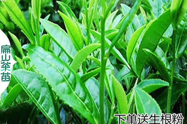 眉山綠茶苗培育