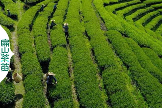 宜賓茶苗培育基地