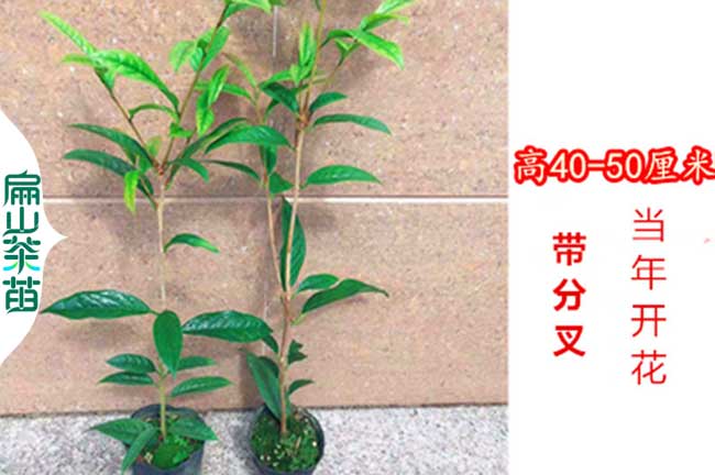 贛州江西金花茶苗培育 茶葉油茶苗 上饒宜春新余吉安2元/珠