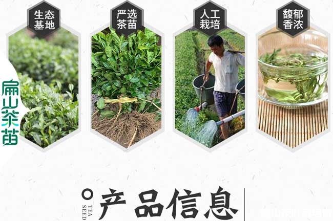 金華茶苗批發(fā)