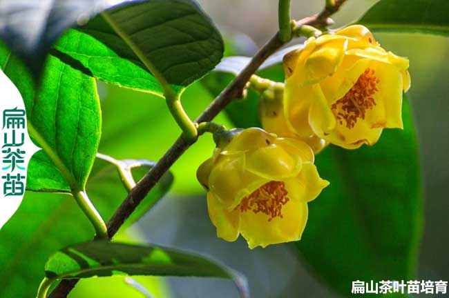 哪里有湖南湘潭金花茶苗培育基地 懷化衡陽茶花苗批發(fā)2元