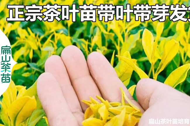 南充黃金芽苗批發(fā)