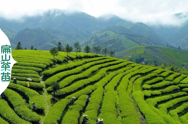 資陽(yáng)茶葉苗培育