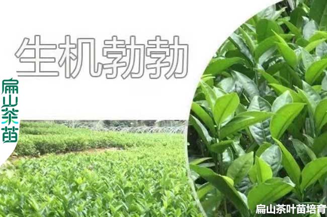 巴中30公分茶葉苗