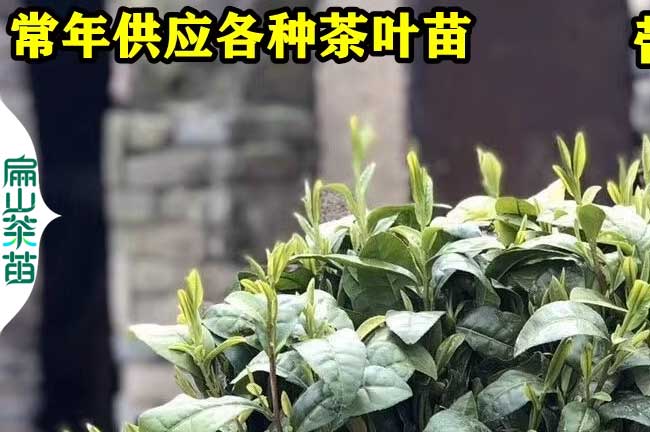 上饒茶葉苗培育