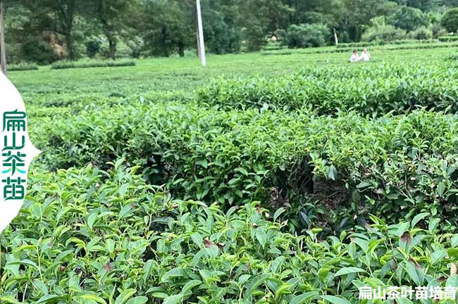 上饒綠茶苗培育