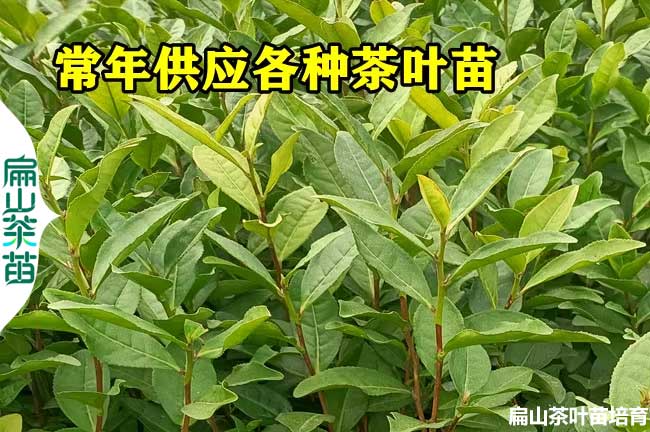 江西茶葉苗供應(yīng)