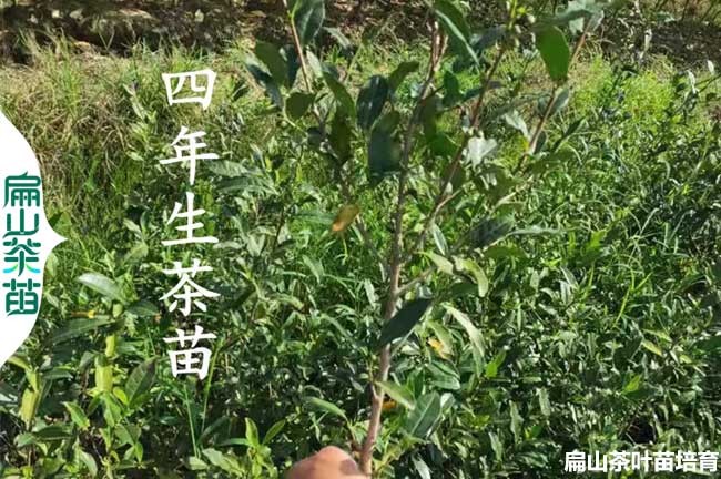 吉安1年茶葉苗培育