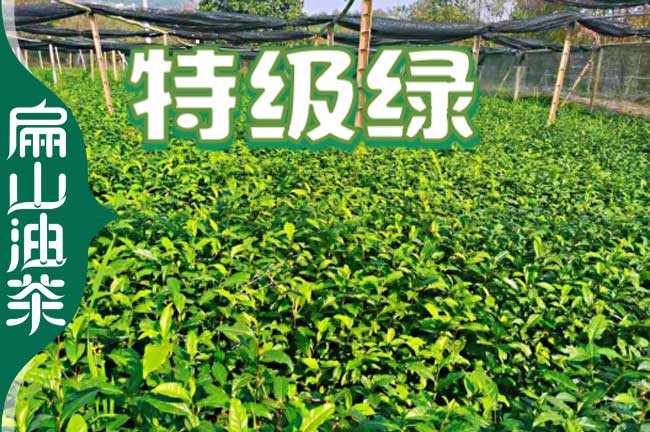 寧德特級(jí)綠茶苗