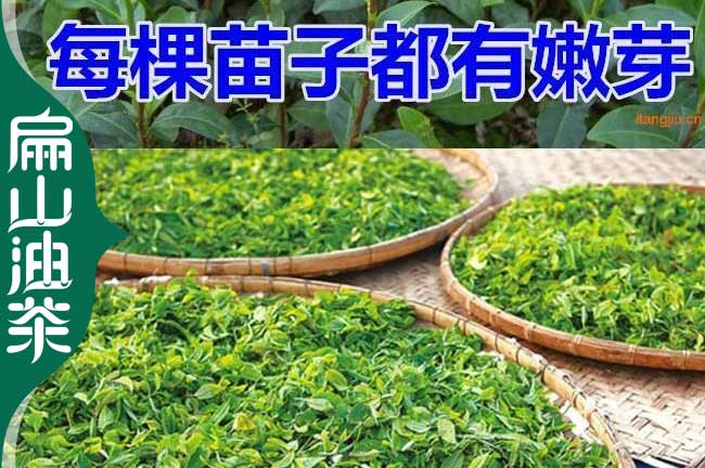 福鼎茶苗批發(fā)