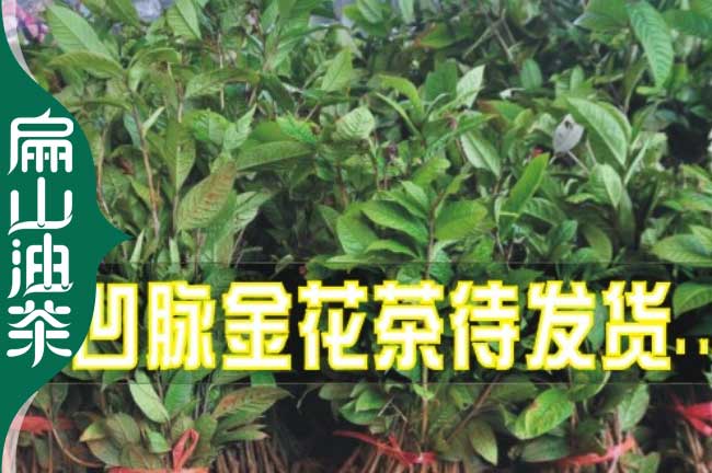 懷化金花茶苗批發(fā)