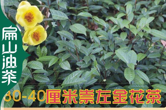 岳陽金花茶苗批發(fā)