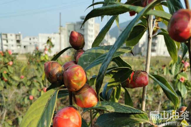 誠(chéng)諫紅花油茶苗批發(fā)