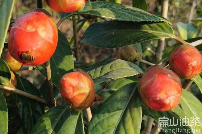 中科紅花茶樹苗