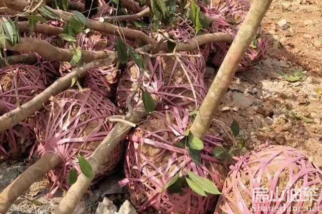 全州紅花茶樹苗