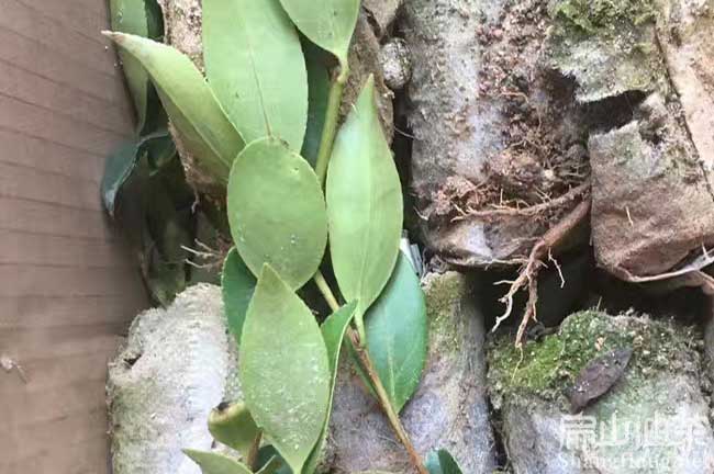 福建油茶杯苗