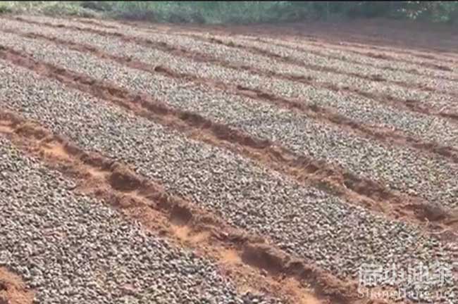 惠州廣東紅花油茶育苗