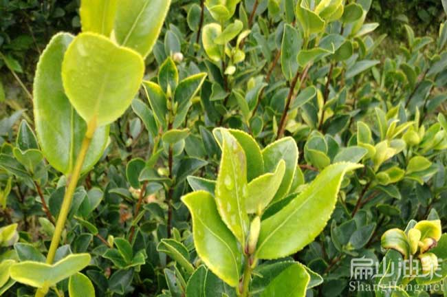 益陽油茶苗帶土