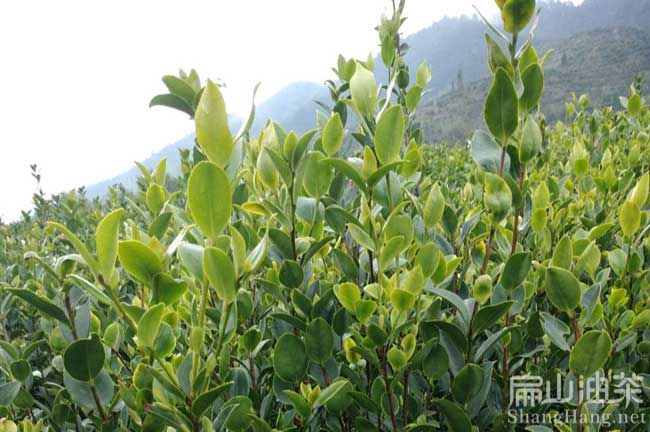 懷化花大果油茶苗