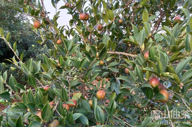 長林油茶種植技術(shù)