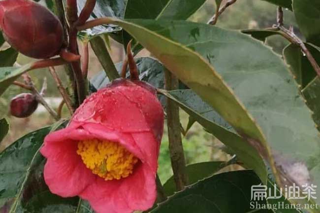 中國紅花油茶基地