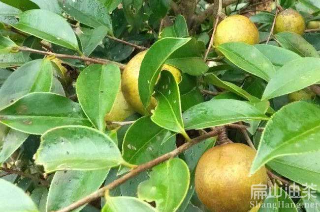 河池茶樹種植