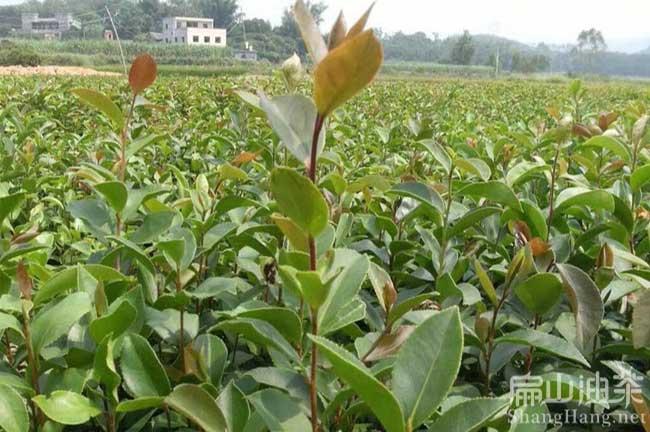 武夷山油茶基地