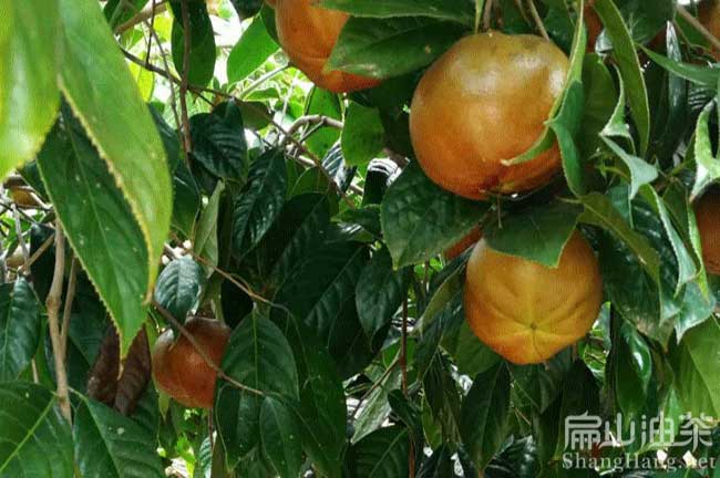 南平油茶苗批發(fā) 南平油茶苗批發(fā)到建甌建陽武夷山政和種植