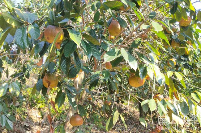 惠安大果油茶種植