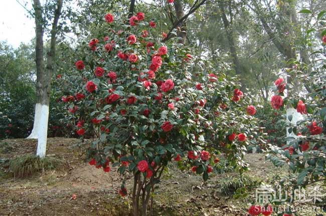 廣州大果紅花油茶樹