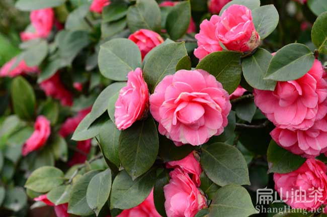 桂林紅花油茶基地