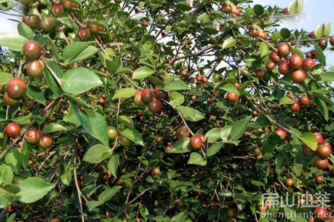 泉州大果紅花油茶苗