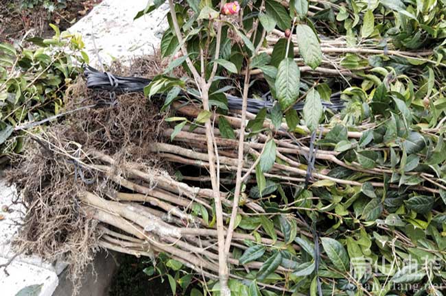 永州大果油茶苗種植