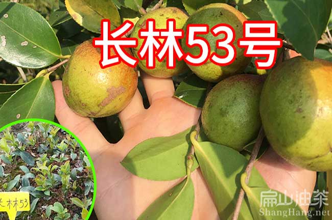 南平長林53號油茶苗