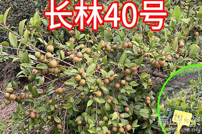 江門長林油茶種植