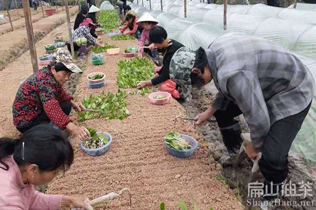 江門嫁接油茶苗