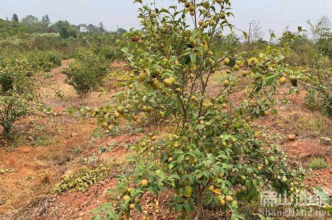 江門大果油茶種植