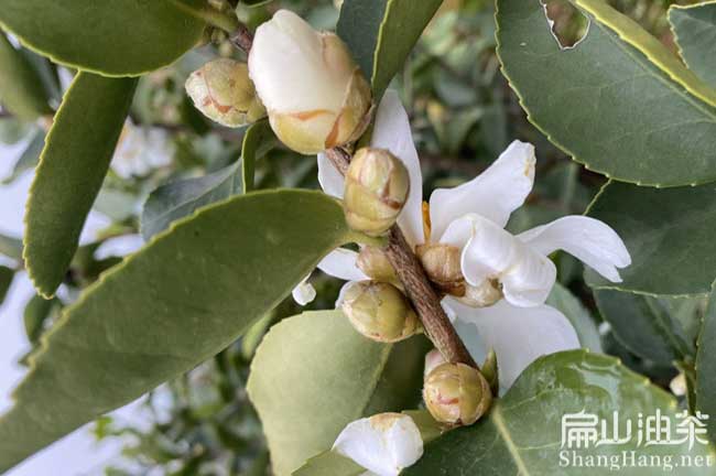 中國(guó)油茶樹(shù)種植