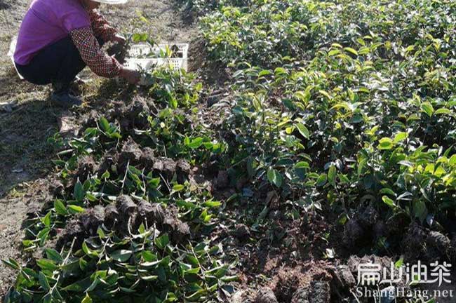 東莞紅花油茶苗