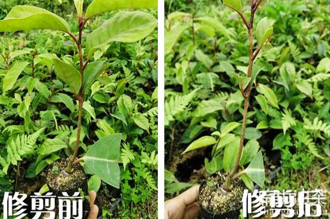 岳陽大果油茶種植