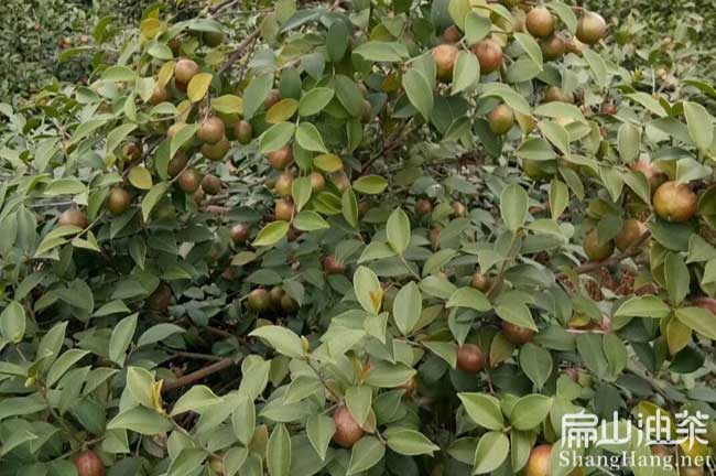 小江大果油茶種植