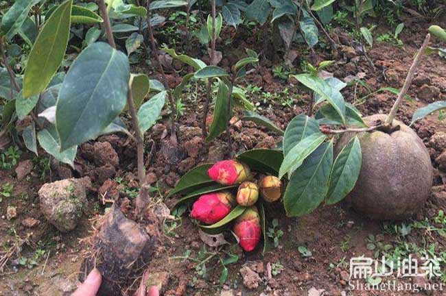 平江紅花大果油茶基地