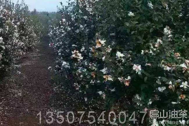 清遠(yuǎn)油茶基地 清遠(yuǎn)油茶基地8年嫁接紅花大果油茶苗-扁山油茶