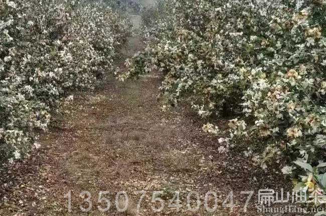 湖南白花油茶樹