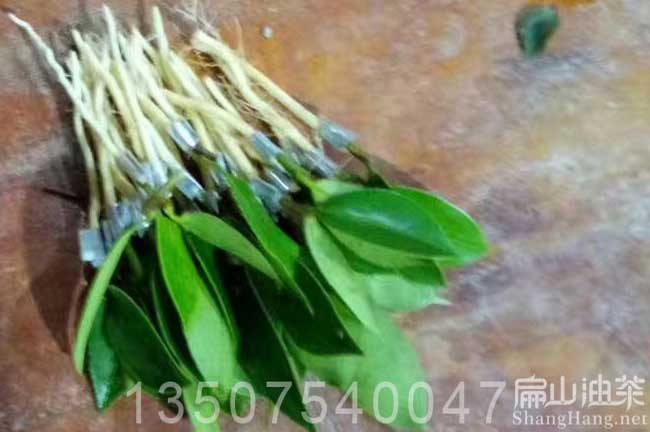 茶籽樹嫁接